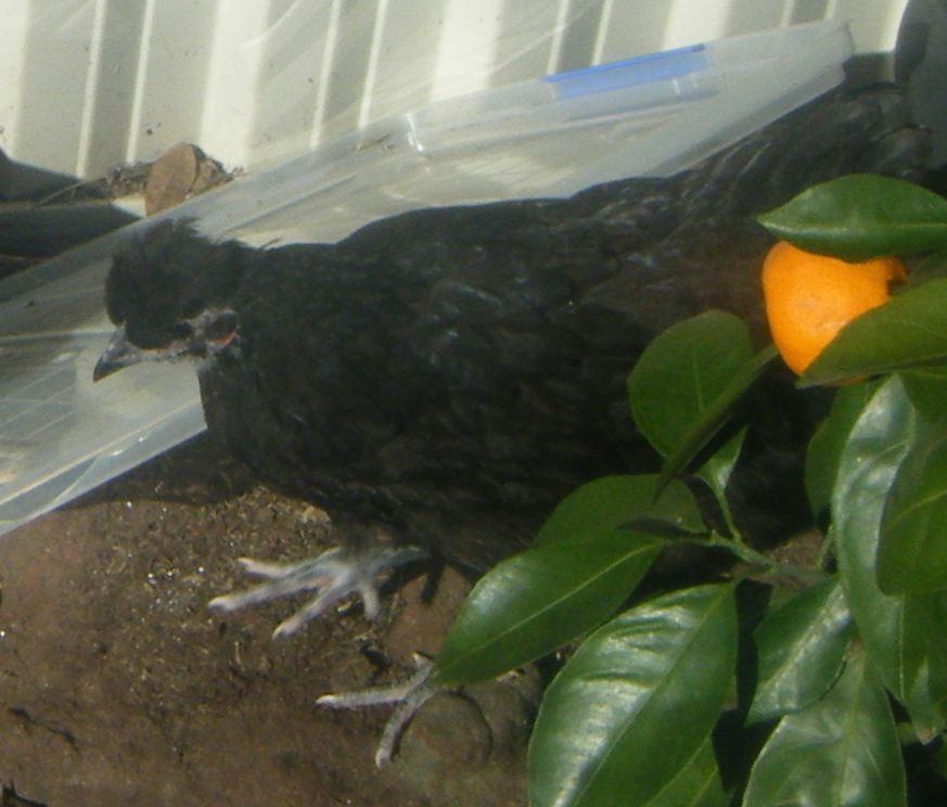 pepper