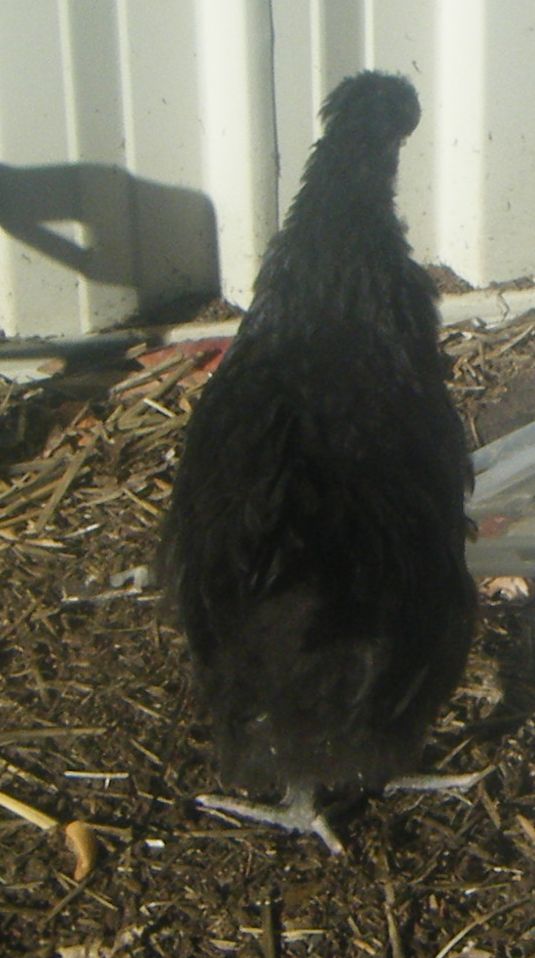 pepper